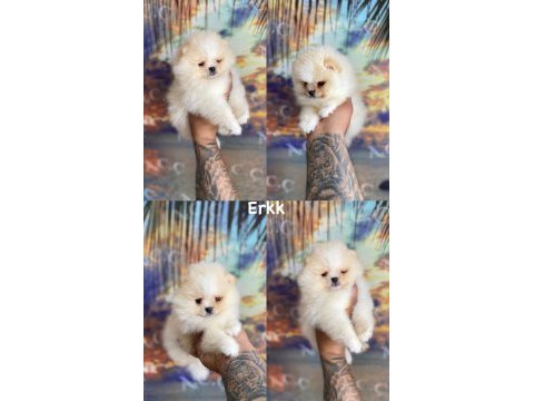 Pomeranian boo bebeklerim