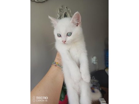 İlk gelen alır british shorthair