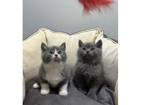 Bi color ve grey british shorthair yavrularım