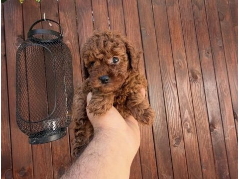 Dark brown kore teacup yavrular