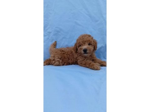 Anne altından orjinal poodle bebekler