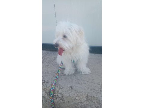 Eğitimli akıllı evcil köpeğimiz