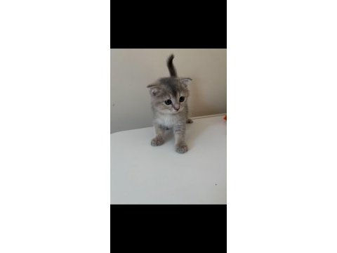 Dişi ve erkek scottish fold yavrumuz