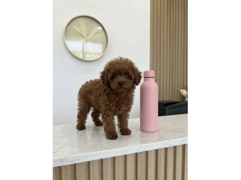 5 aylık dişi teacup poodle üst kalite kore pasaportlu