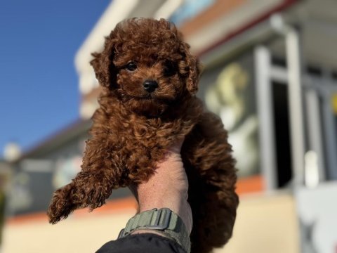 Show kalite redbrown toy poodle ziyarete açık