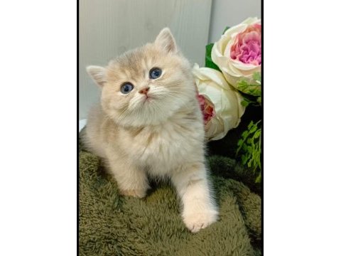 British longhair kedimiz