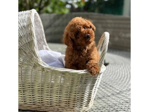 Ruhsatlı köpek çiftliğinden toypoodle yavrularımız 