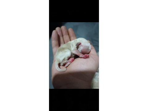 Toy poodle yavru 1 aylık