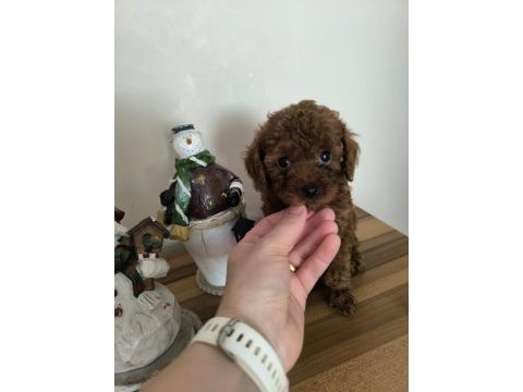 Orjinal kore kanı taşıyan erkek poodle yavrusu