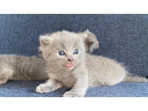 Yavru scottish fold kedilerimiz yeni yuvalarını bekliyor