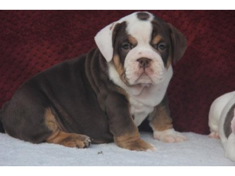 Çikolata ingiliz bulldog yavrular