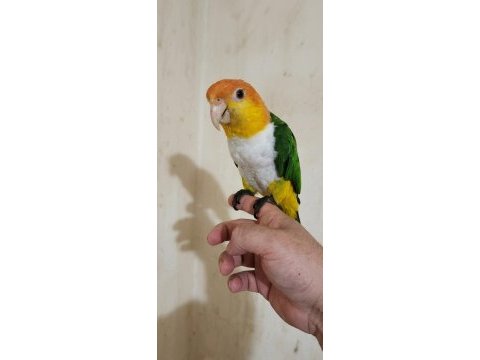 Full evcil maskot portakal kafa caique