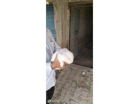 4 adet yeni zelanda