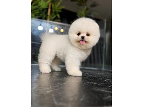 Kore pomeranian kar beyaz boo