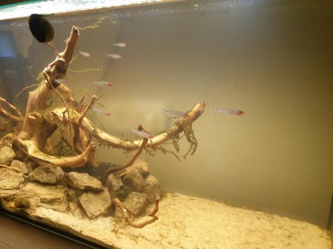 Kırmızı burun tetra