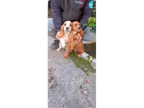 Cocker yavrularımız yeni ailesini arıyor