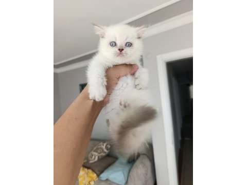 Mükemmel british shorthair bebekler