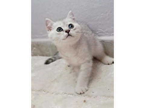 British shorthair silver erkek