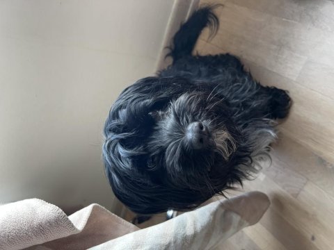 Siyah shih tzu terrier sahibini bekliyor