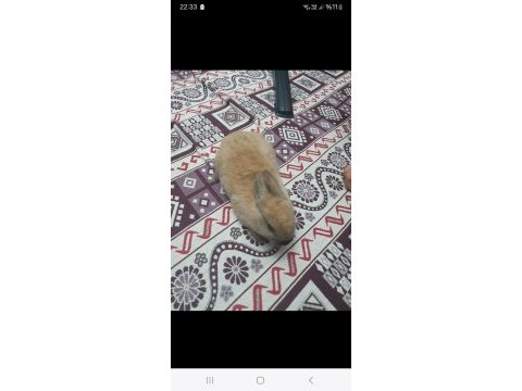 Ginepig tavşan var