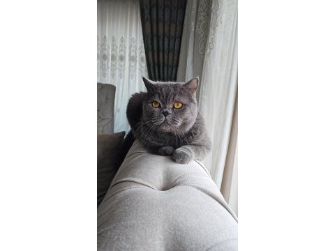 British shorthair kedisi