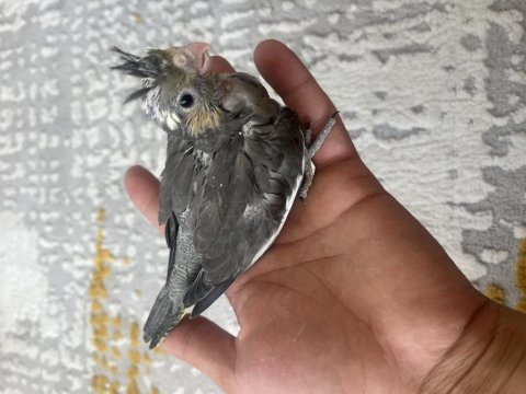El besleme bebek sultan papağanları