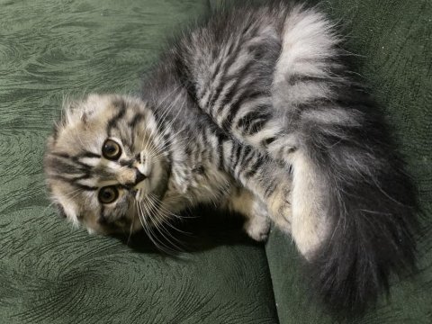Scottish fold 2 aylık