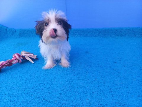 Neşe kaynağı morkie yavrularımız