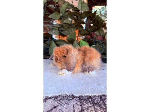 Orjinal hollanda teddy lop tavşan yavrular