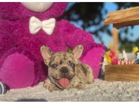 Merle french bulldog bebeklerimiz