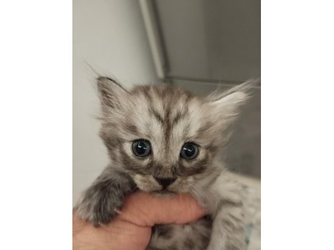 Ücretsiz kediler sahiplendiriyoruz ama iyi bakmak şartıyla