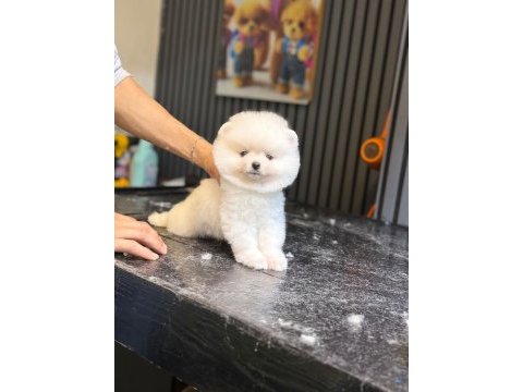Ayıcık surat pomeranian