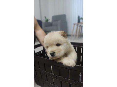 Çin aslanı chow chow dişi- erkek