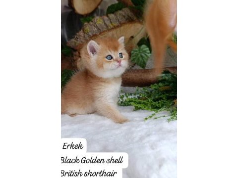 Full şecereli safkan black golden shell british shorthair