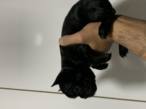 Black french bulldog