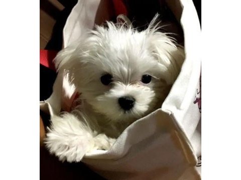 Teacup maltese yavrular karta taksitle heryere gönderilir 