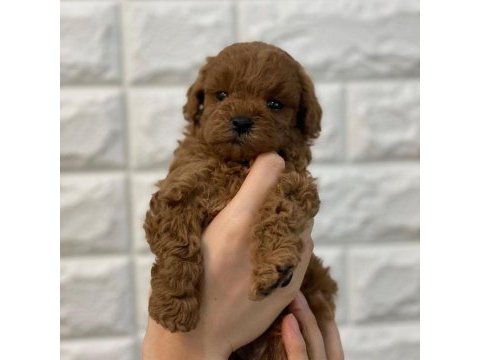 Antalya toy poodle yavruları