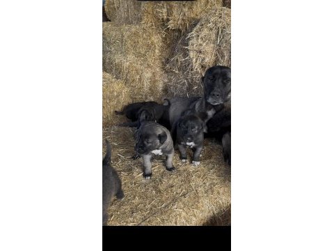 Üst kalite safkan sivas kangal yavrularımız
