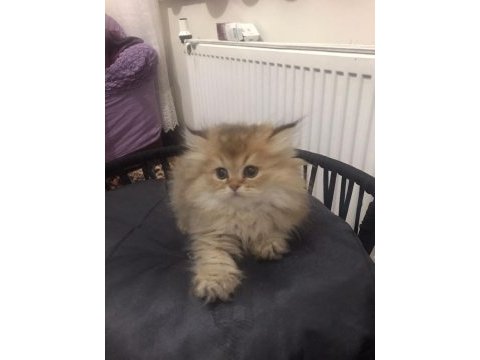 British longhair golden erkek kedimiz