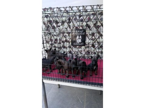 Maskeli belçika kurdu yavrularımız yeni yuvasını bekliyor