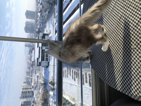 Full şecereli maine coon minik dev