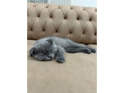 Scottish fold