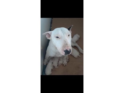 Snoopy dog resmen çok tatlı bull terrier