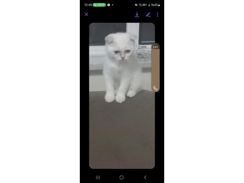 Scottish fold beyaz mavi
