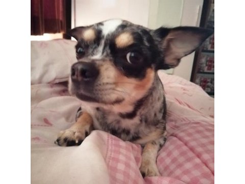 3 yaşında enerjik şivava chihuahua