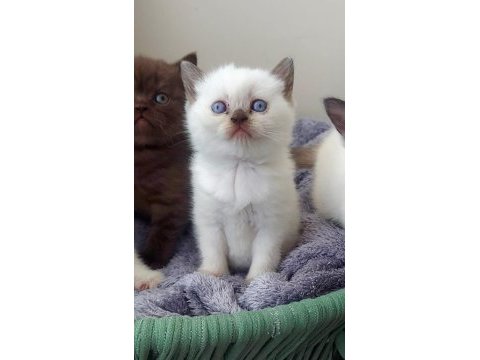 Çok tatlış british yavrularımız