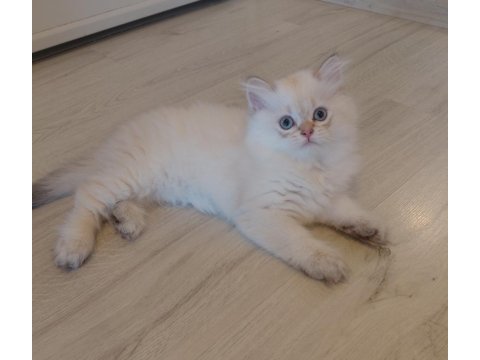 British longhair erkek