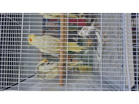 Sultan papağanları bebek yavrular