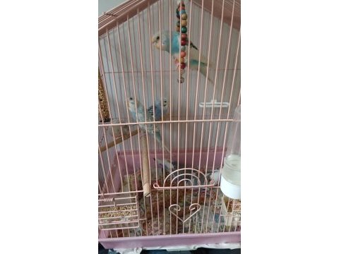 Ele alıştırmalık muhabbet kuşu yavrular
