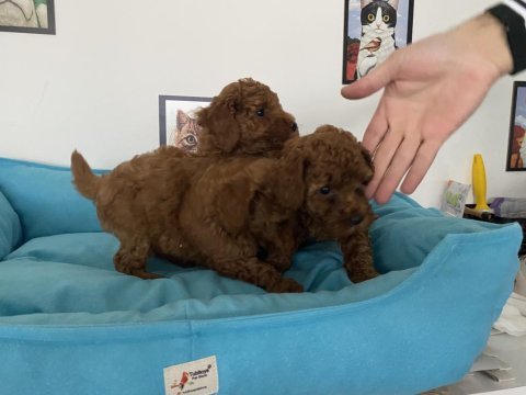 Petmode köpek çiftliğinden toy poodle yavrular